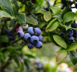 췌장염에 좋은 음식 영양제 식단
