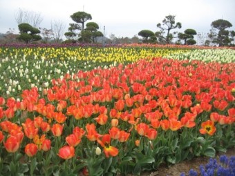 신안 임자도 큘립축제