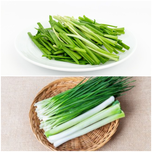 부추와 파 사진