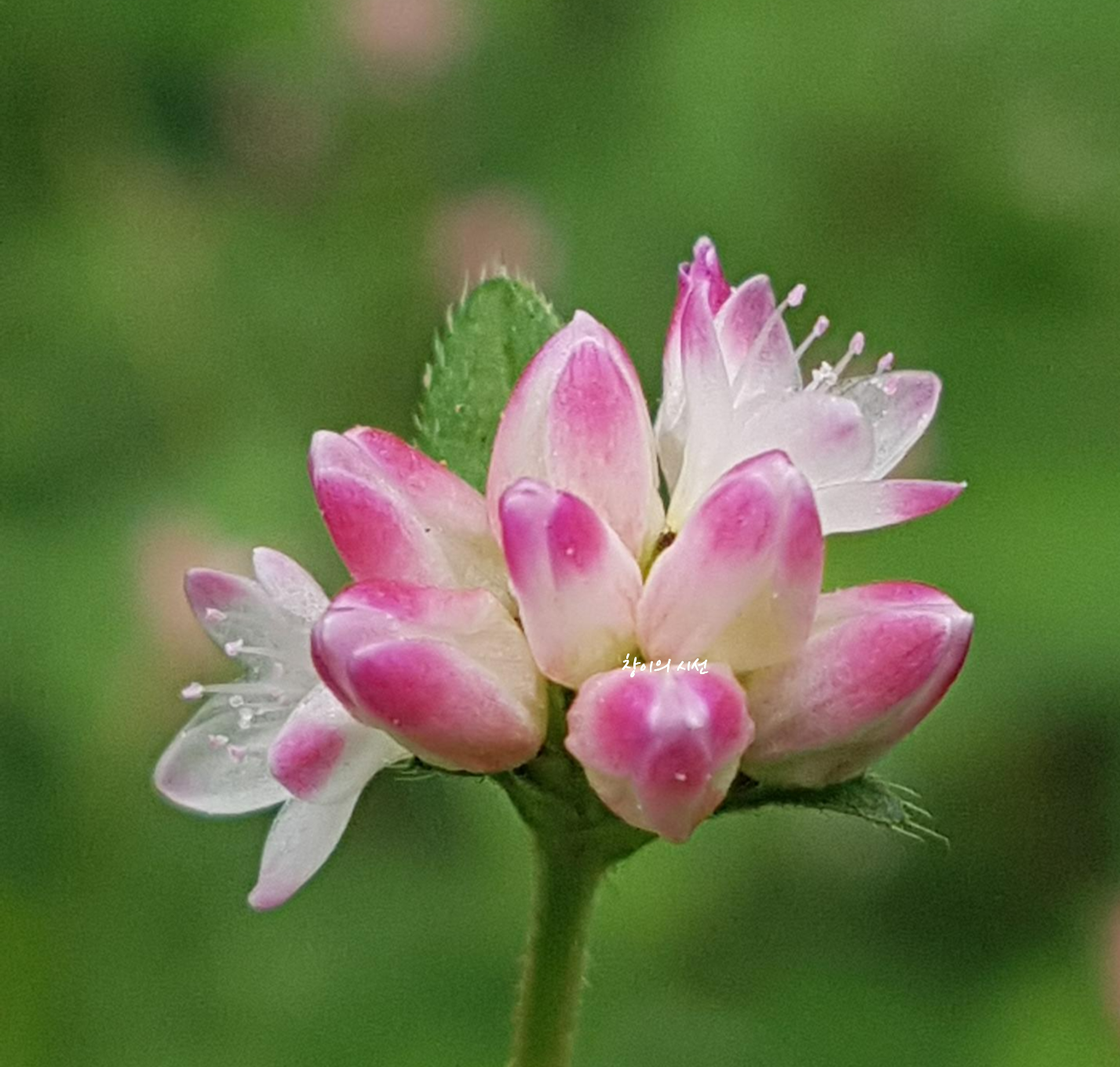 고마리 야생화 꽃말