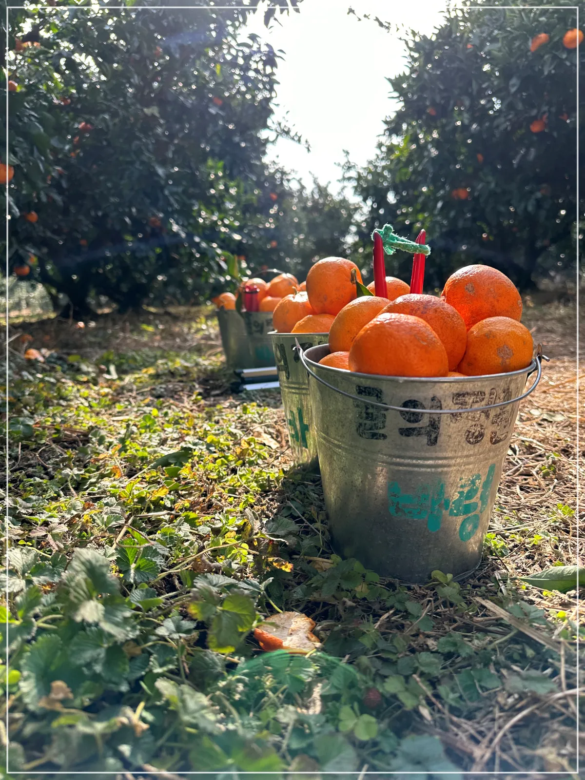 귤 농장 바닥에 귤바구니 세개가 나란히 놓여져있다