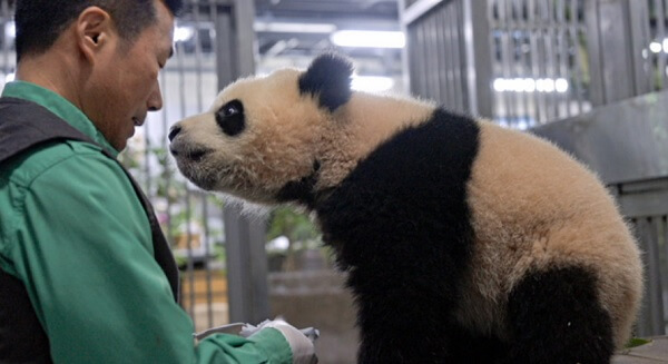 안녕할부지예매