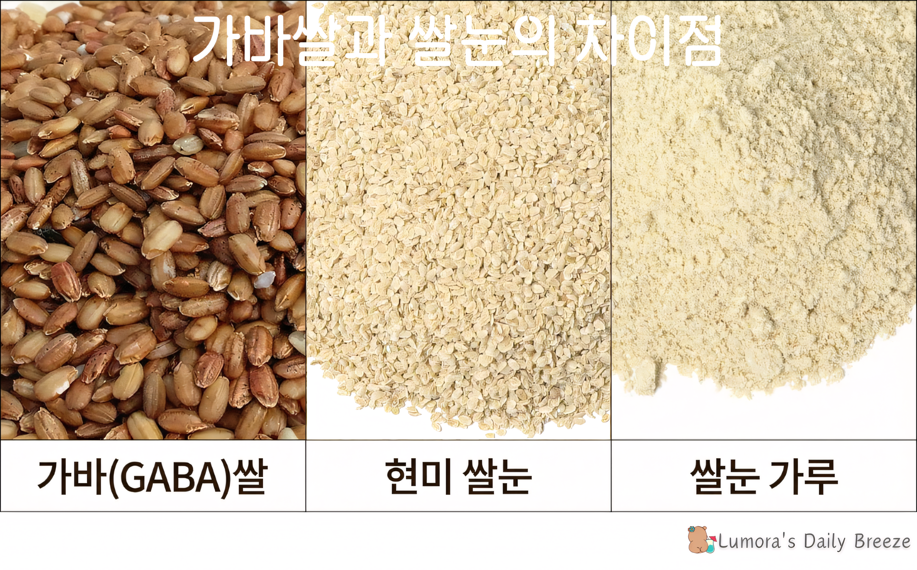 가바쌀과 쌀눈의 차이점을 비교한 이미지.첫번째칸 가바쌀,두번째칸 현미눈, 세번째칸 쌀눈가루.