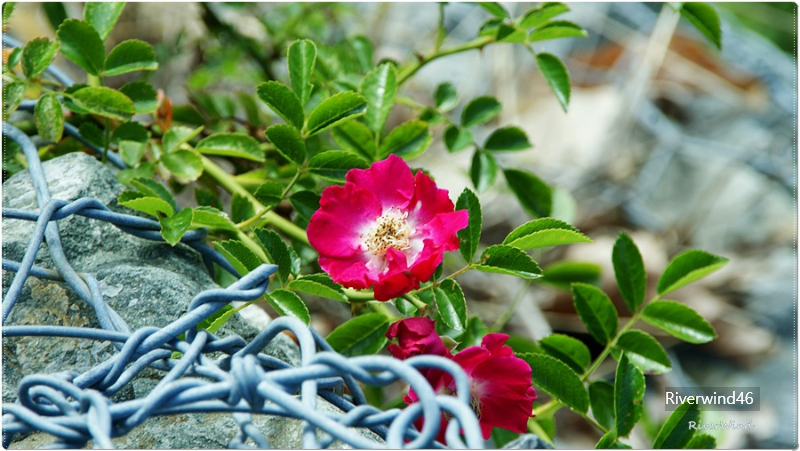 빨간 찔레꽃 Rosa multiflora