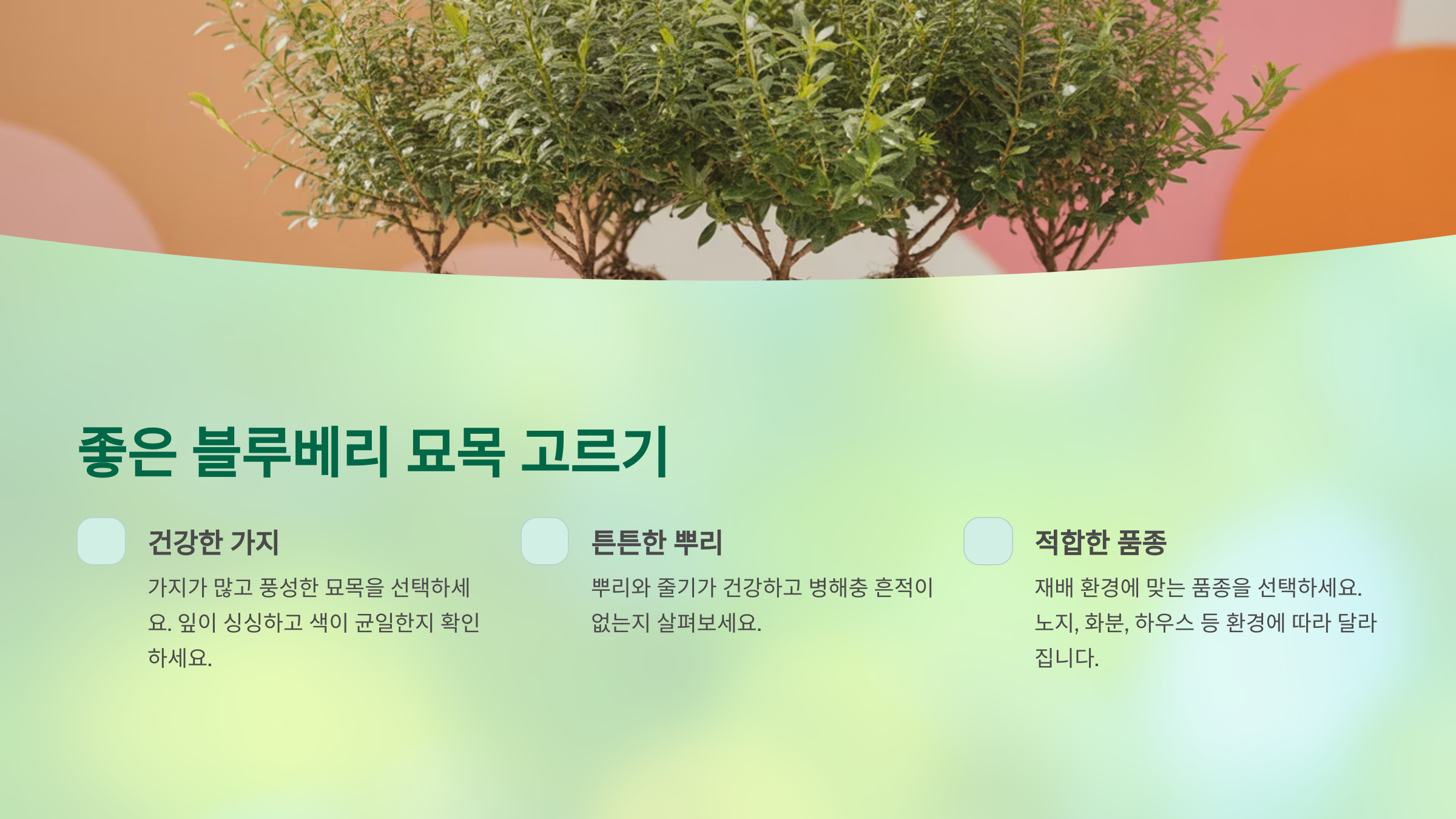 블루베리 농사의 90%! '이 흙'에 달렸다 흙