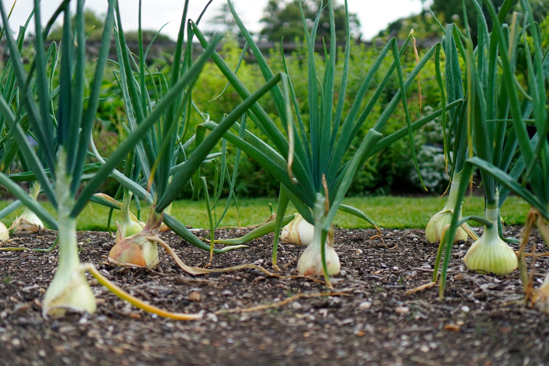 Spring onion