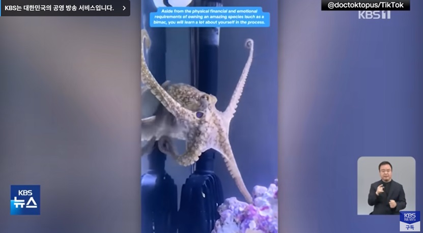 문어 키우기와 가족의 갈등