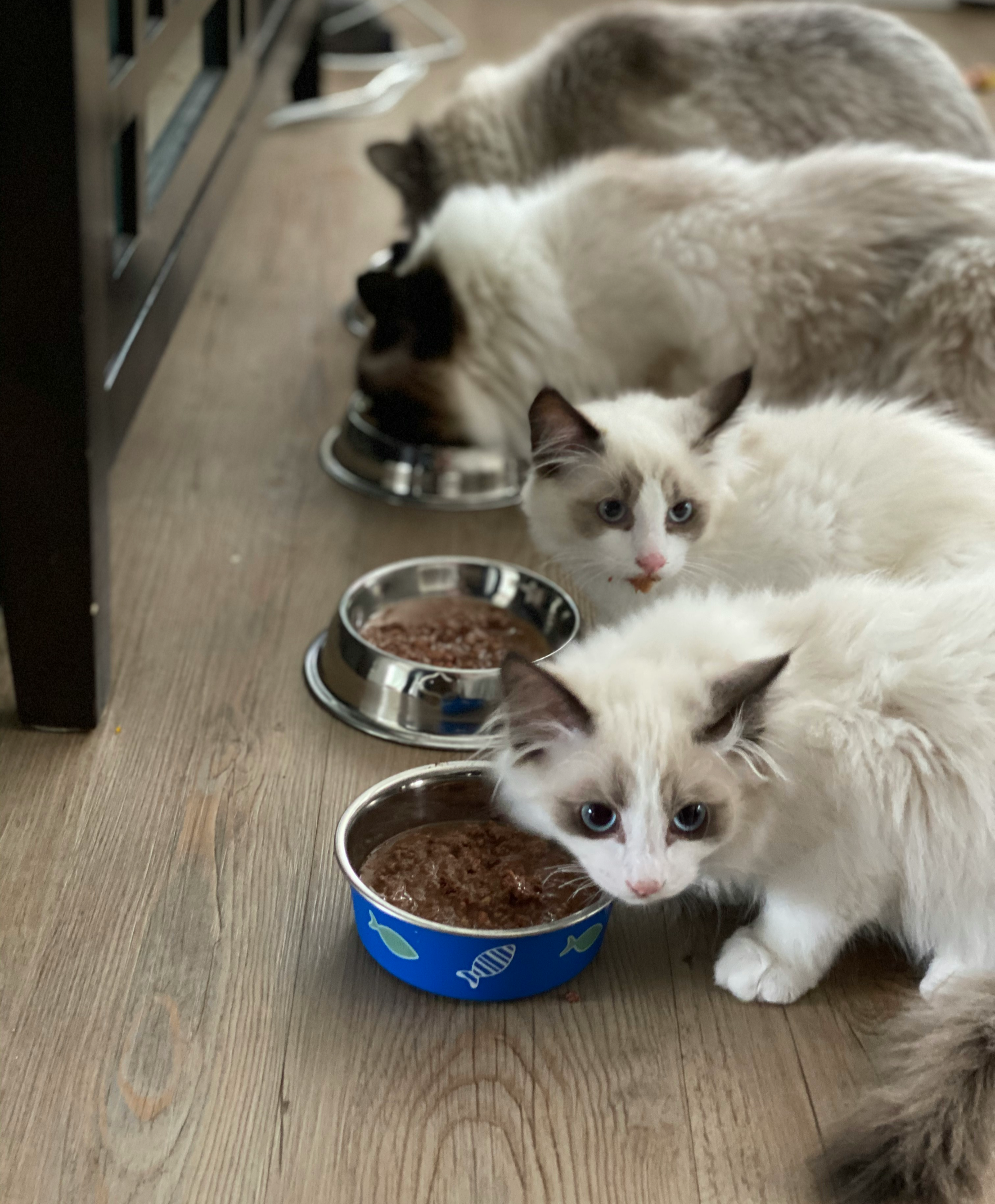 고양이 사료 먹는 사진