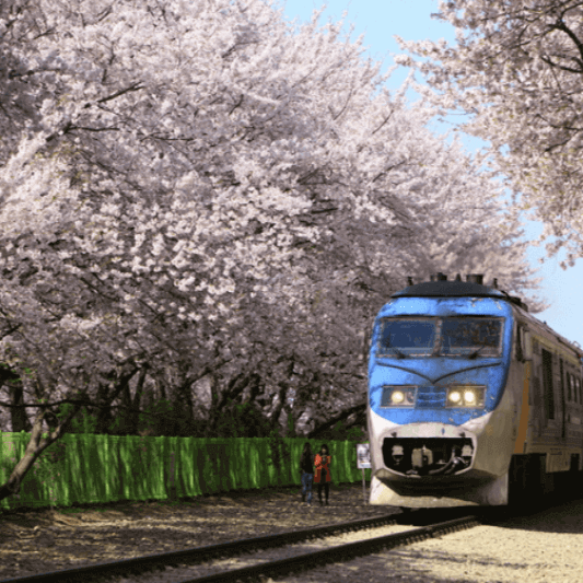 많은 벚꽃나무와 철로위에 있는 기차