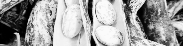 호랑이콩 파종시기: 중부지방