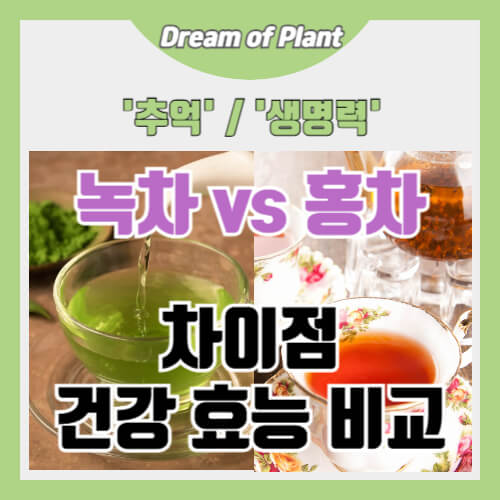 녹차와 홍차 차이점 썸네일 이미지