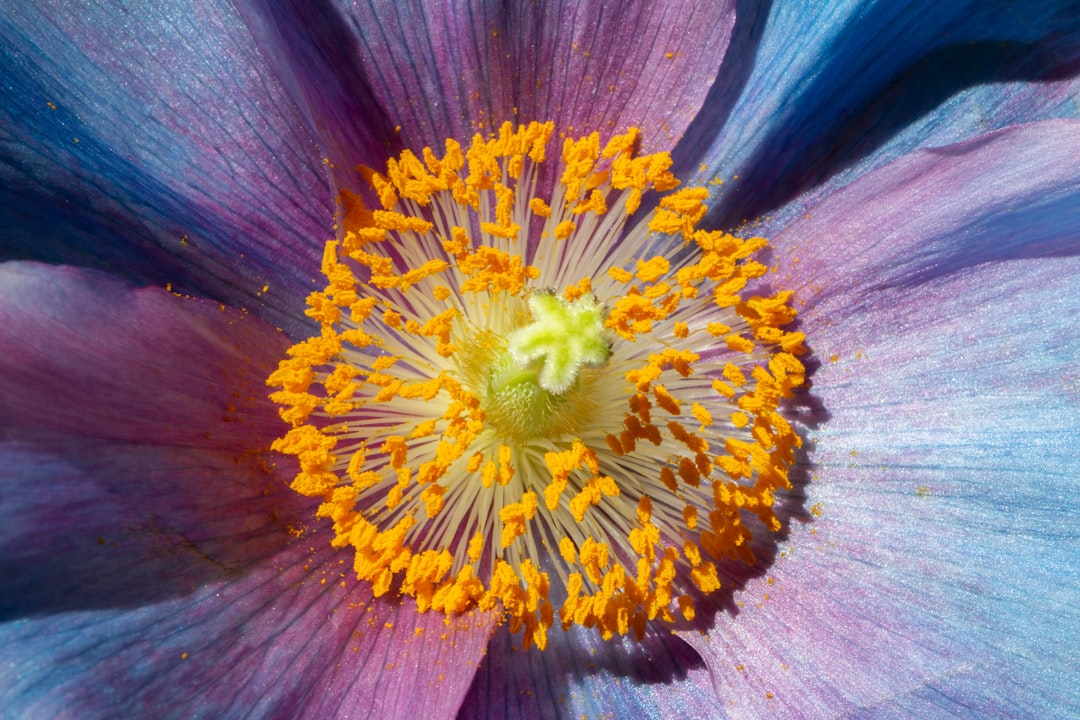 Pollen