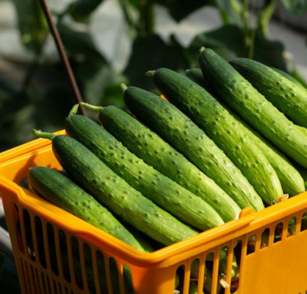 방금 수확해 장바구니에 담긴 생방송투데이 이주의 장바구니 진천 오이