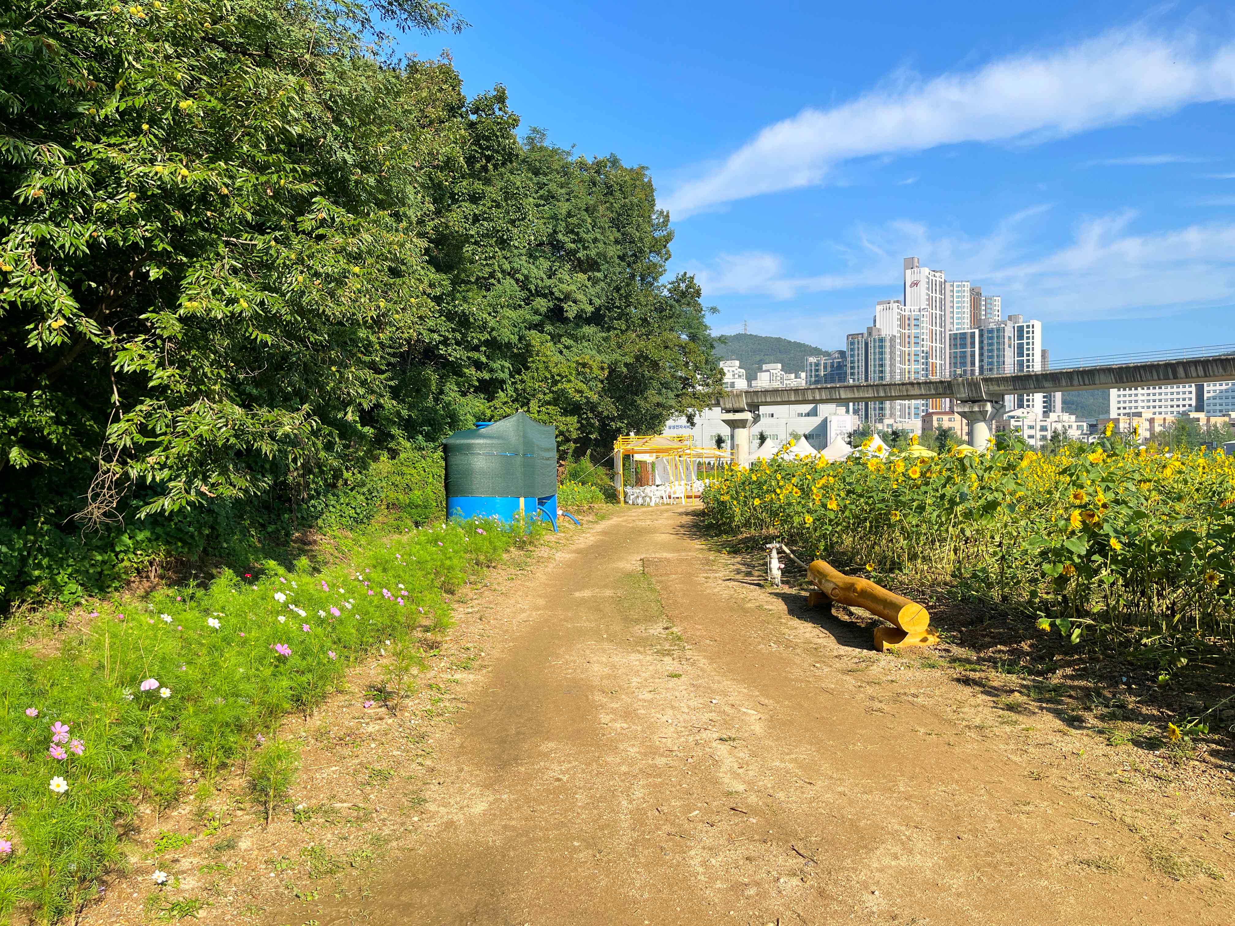 신곡새빛정원 해바라기