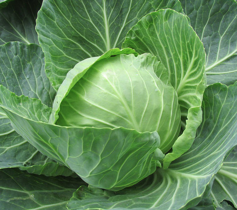 위에 좋은 음식 총정리