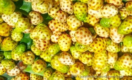 노니 효능 부작용 분말 복용법 24