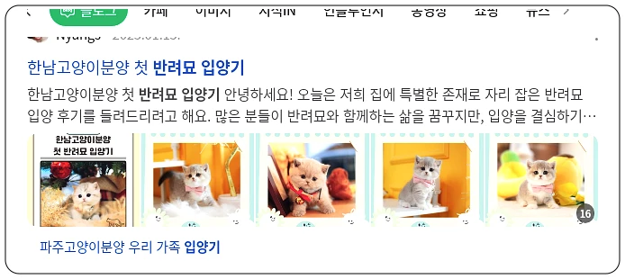 반려묘 입양기_1_subsection