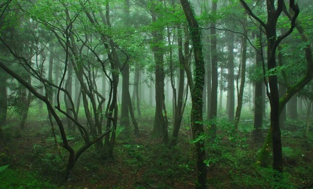 5월, 6월 여행지 추천 제주도 사려니숲