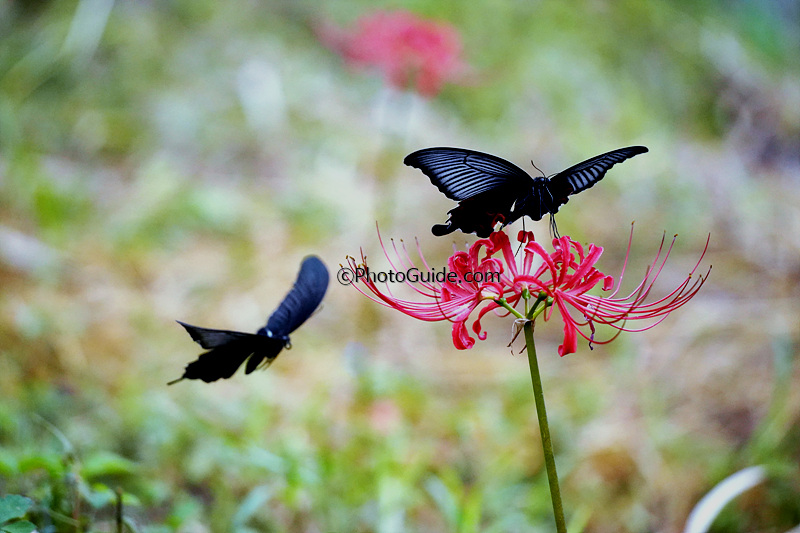 꽃무릇-나비-사진