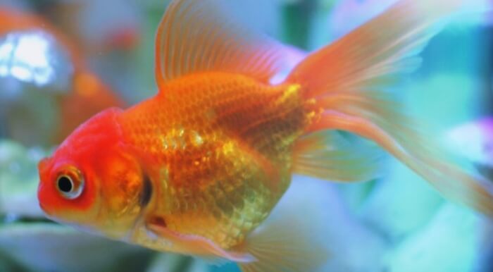지느러미가-긴-금붕어