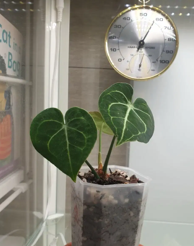 옥자연이 선택한 이케아 밀스보, 아파트에서 식물장 하나로 텃밭 자연주의 (+나혼산 리뷰)