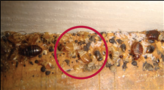 빈대 퇴치법과 효과적인 빈대 퇴치제