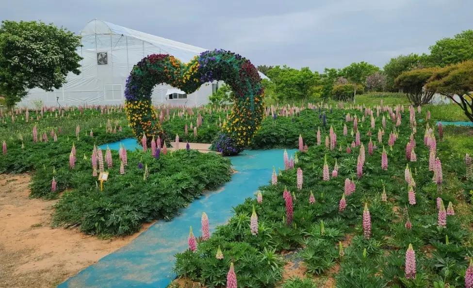 2025년 태안 튤립축제 일정&amp;#44; 개화시기&amp;#44; 주차장&amp;#44; 입장료