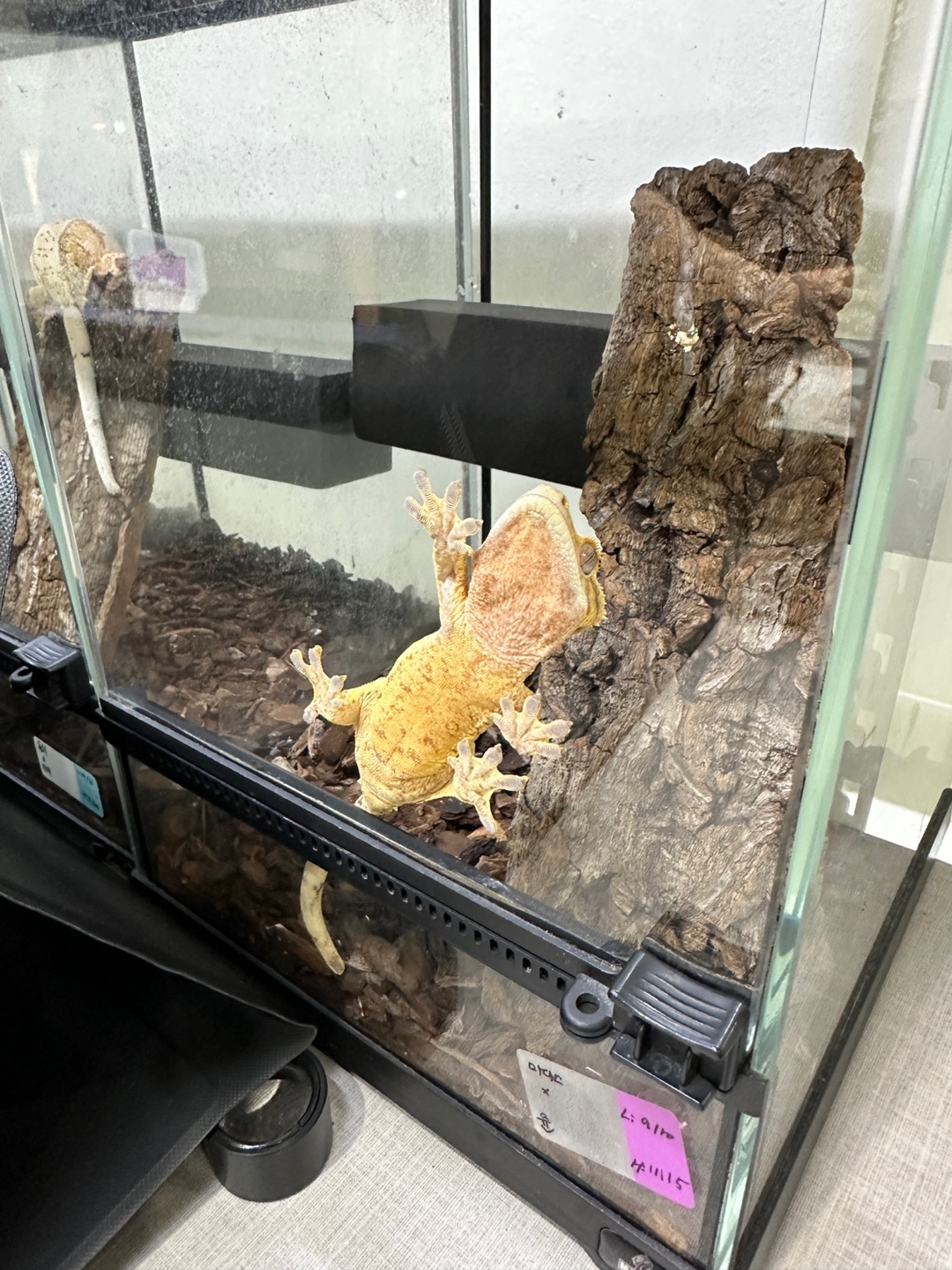 SPT-슈퍼트라이라는-황금색의-크레스티드-게코-모습