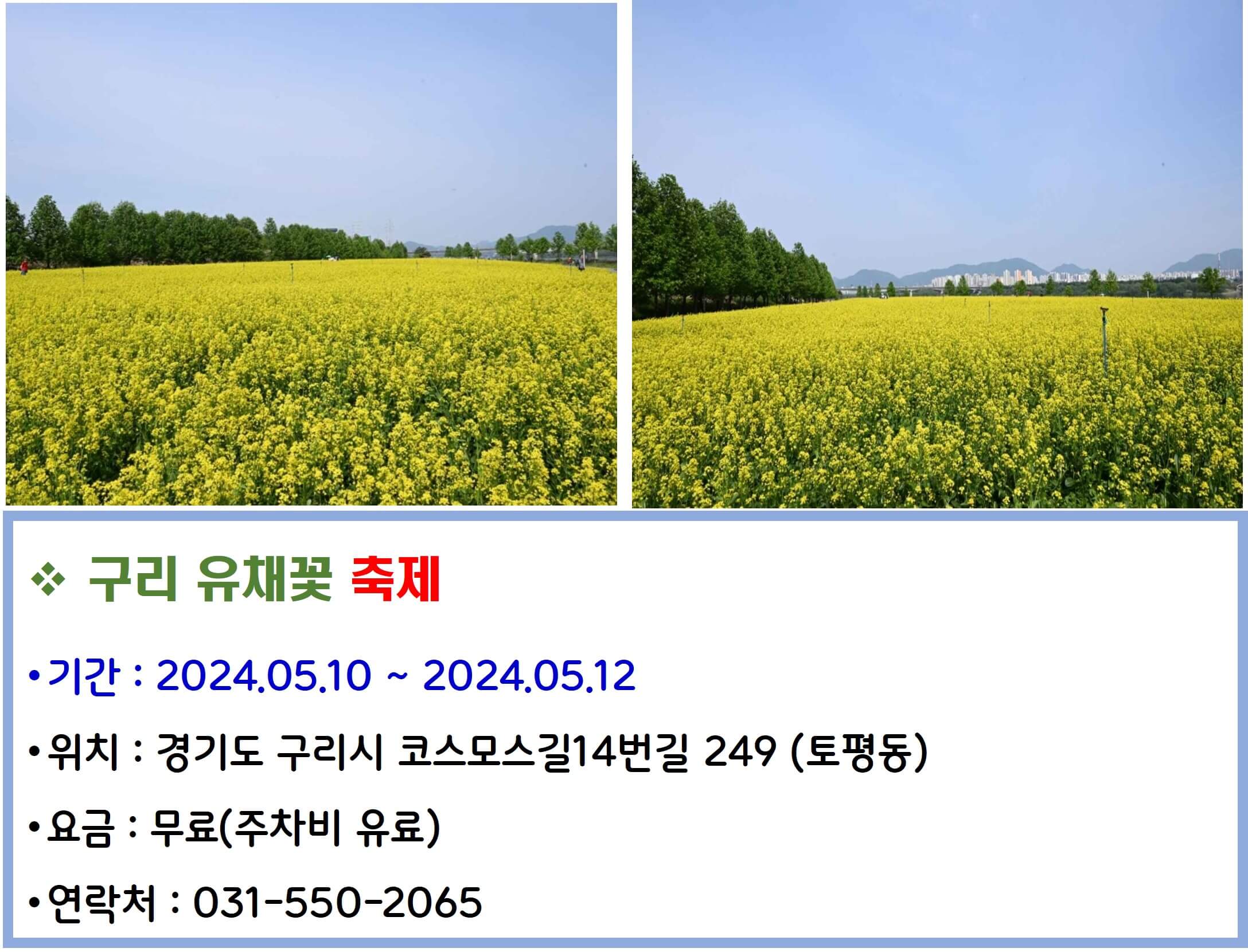 구리 유채꽃 축제