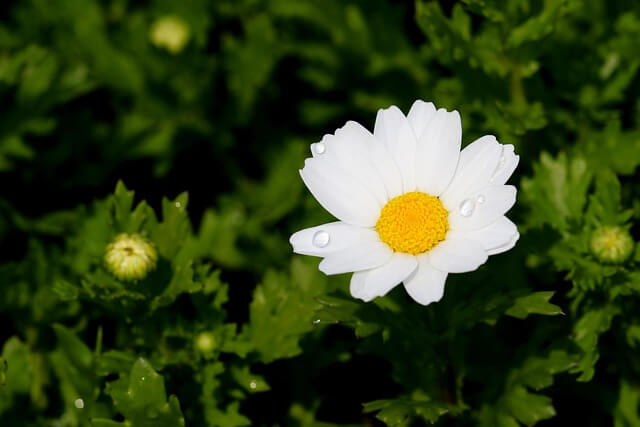 진밭골산림공원 샤스타데이지