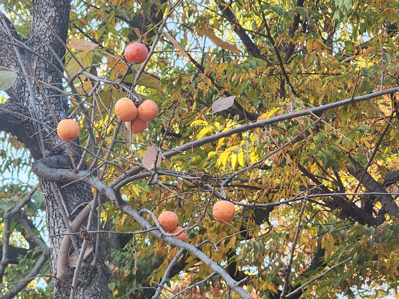 서울 단풍 명소 길상사