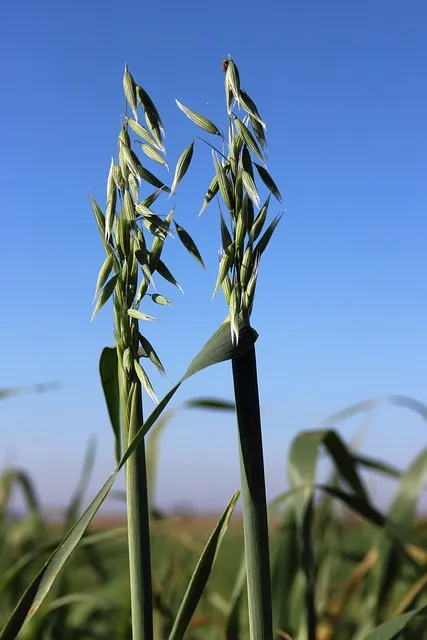8월에 심는 밭작물 모종 채소 재배법 알아보기_1