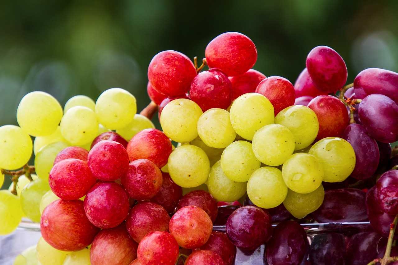 포도 Grapes