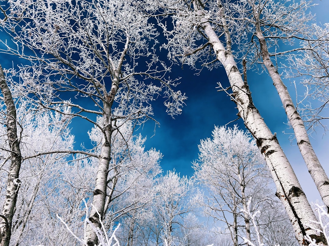 Birch