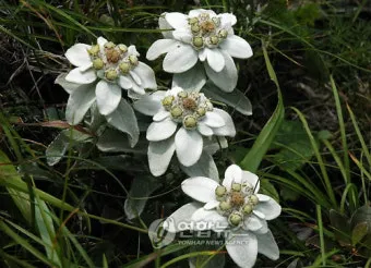 우리나라 특산식물 댕강나무와 댕강나무 꽃말 꽃댕강나무_7