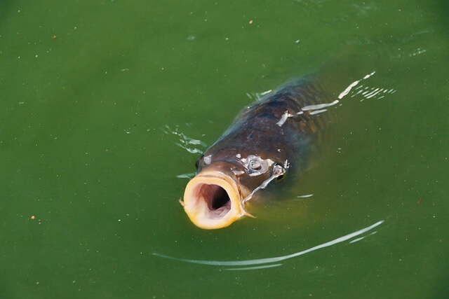잉어 꿈,잉어 꿈해몽,잉어를 잡는 꿈,잉어를 보는 꿈해몽 길몽?