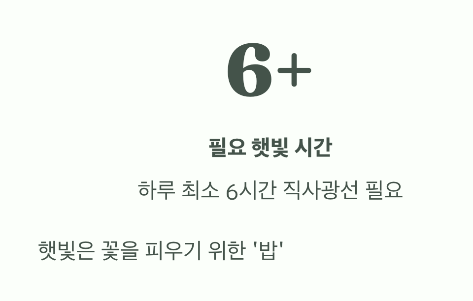 실수 둘: 햇빛 부족, 꽃을 포기하다