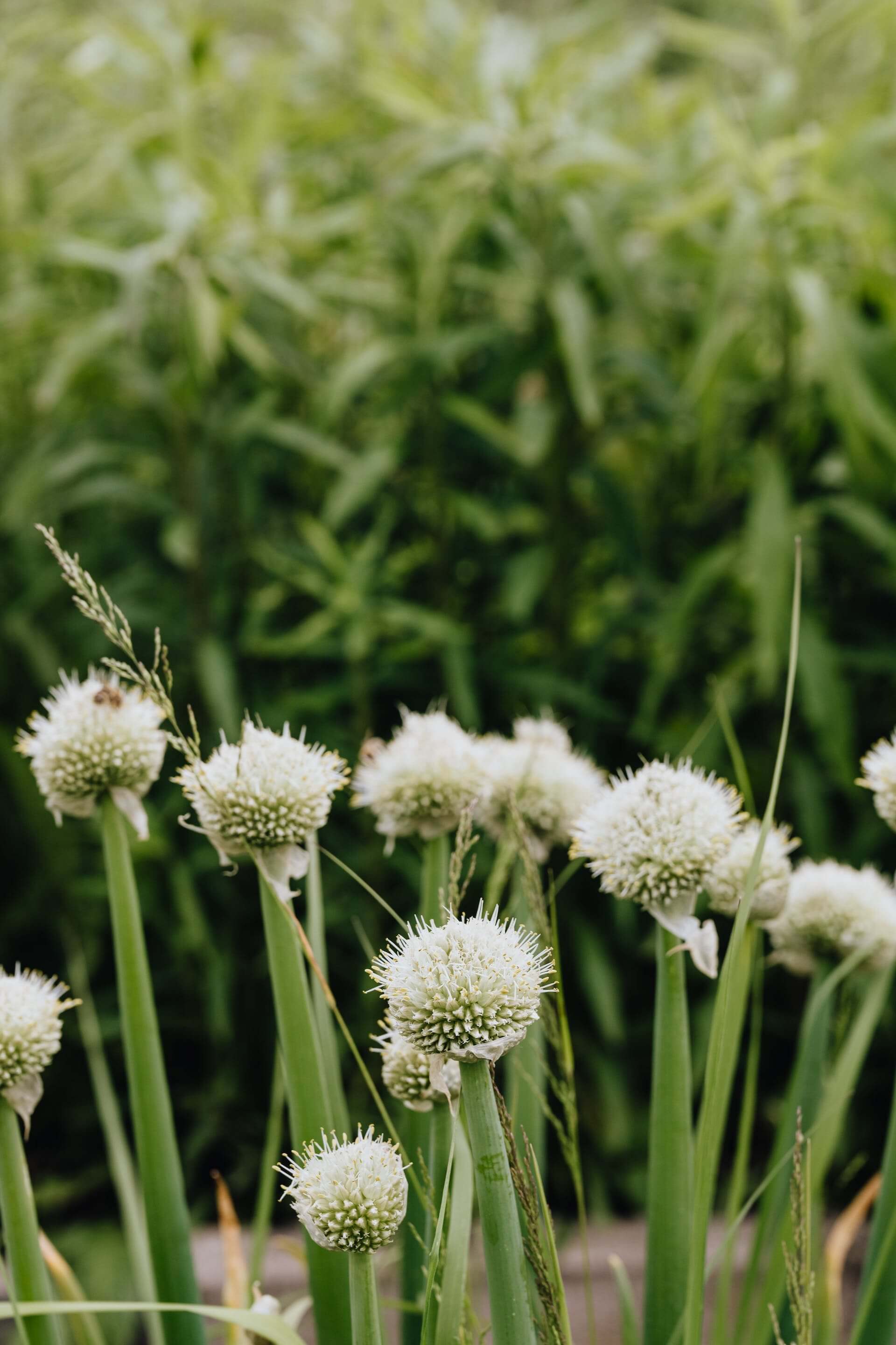 대파는 식재료로 매우 많이 사용되는 식물 중 하나 01