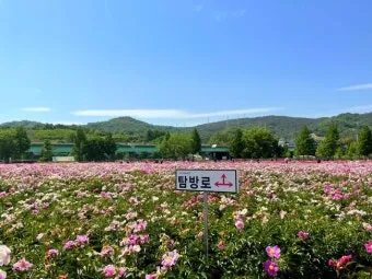 핫들생태공원 합천 산청 진달래축제_16