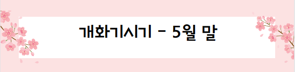 봄꽃 여행지