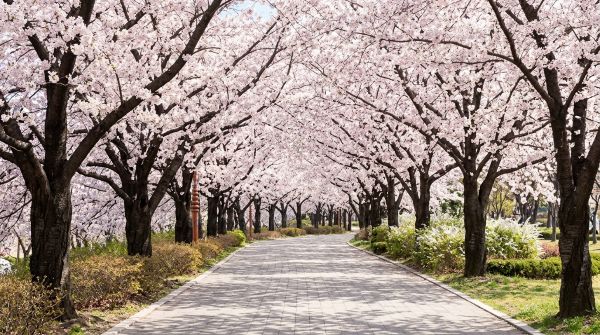 강릉 경포대광장 주변 벚꽃이 만개한 거리