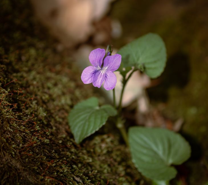 Close-up of a purple violet flower blooming on a moss-covered forest floor, Jendouba, Tunisia.