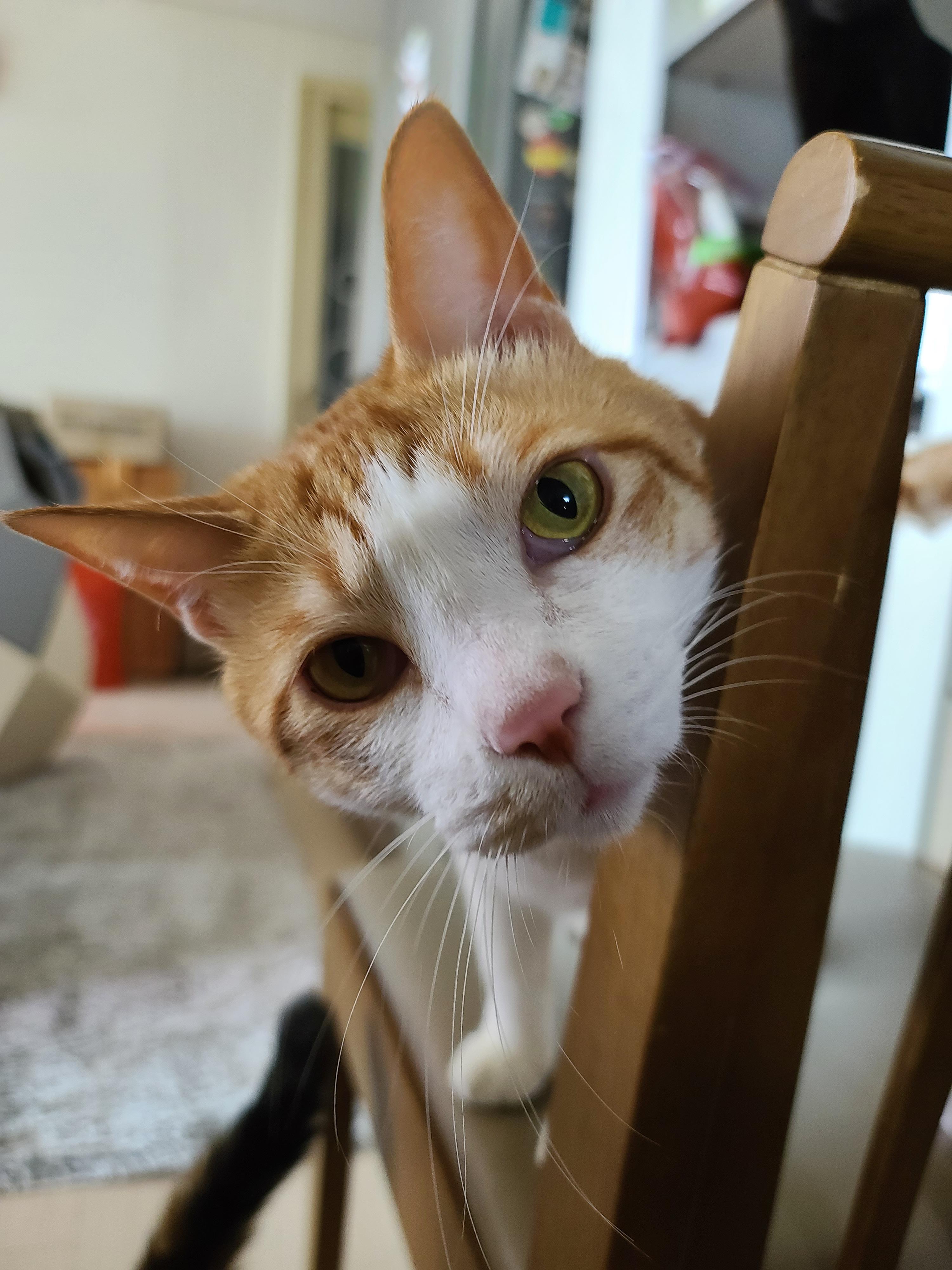 즐거운 추석! 우리 아홉냥이들 추석인사 받고 가세요~!