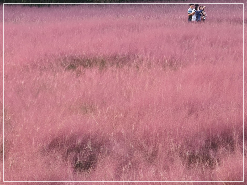 고창 청농원 핑크뮬리 축제 이미지/ 출처: 고창 청농원