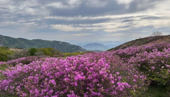 황매산 철쭉축제