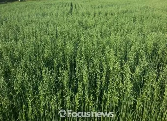 귀리 재배 봄 파종 배수 관리 비료량 조절_29