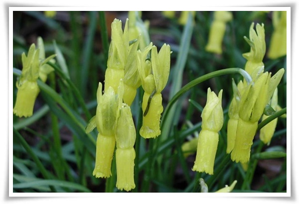 &quot;수선화&quot; 봄의 향기를 담은 마음을 따뜻하게 해 주는 봄의 전령사!