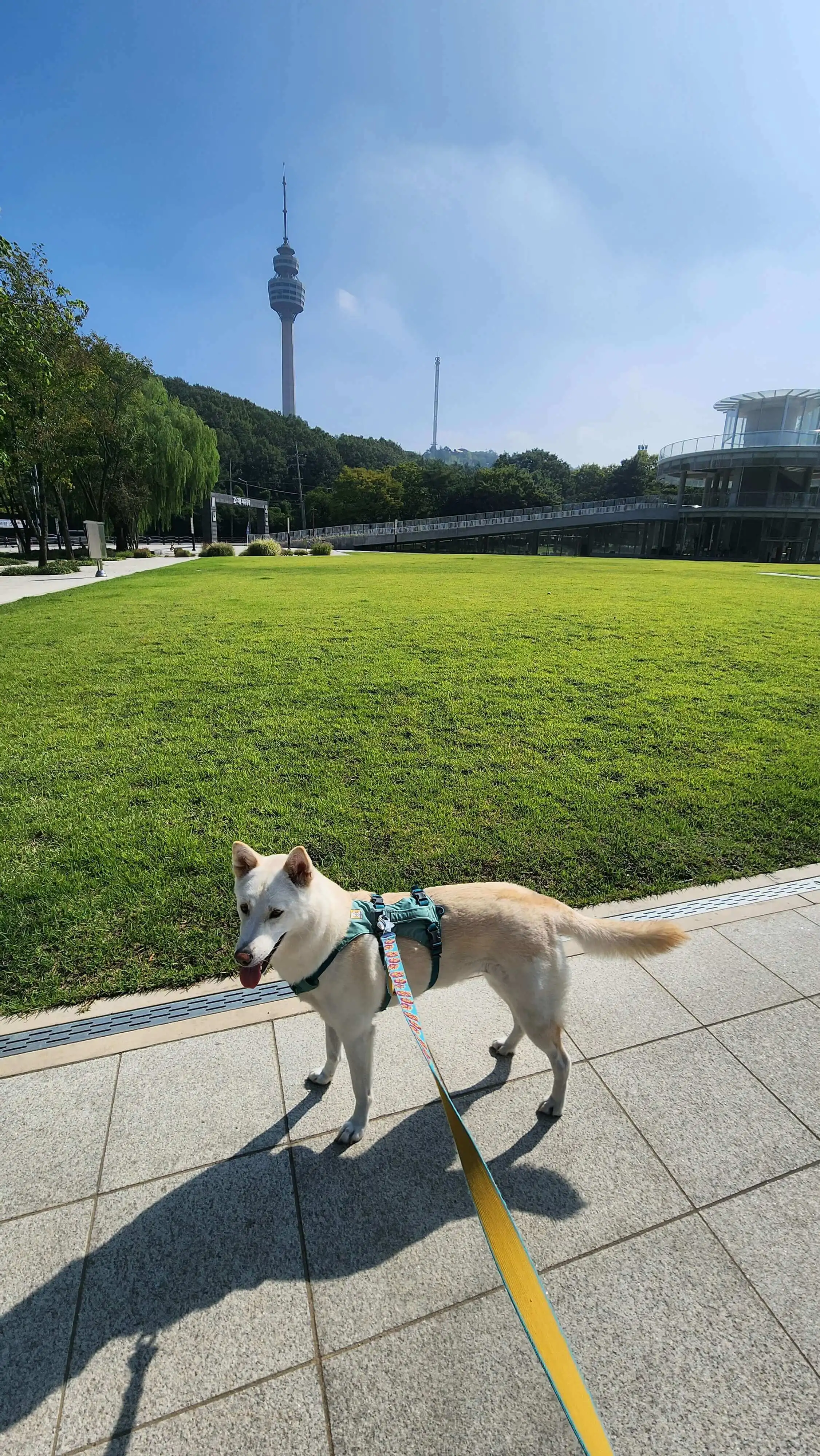 강아지 항문낭 짜기