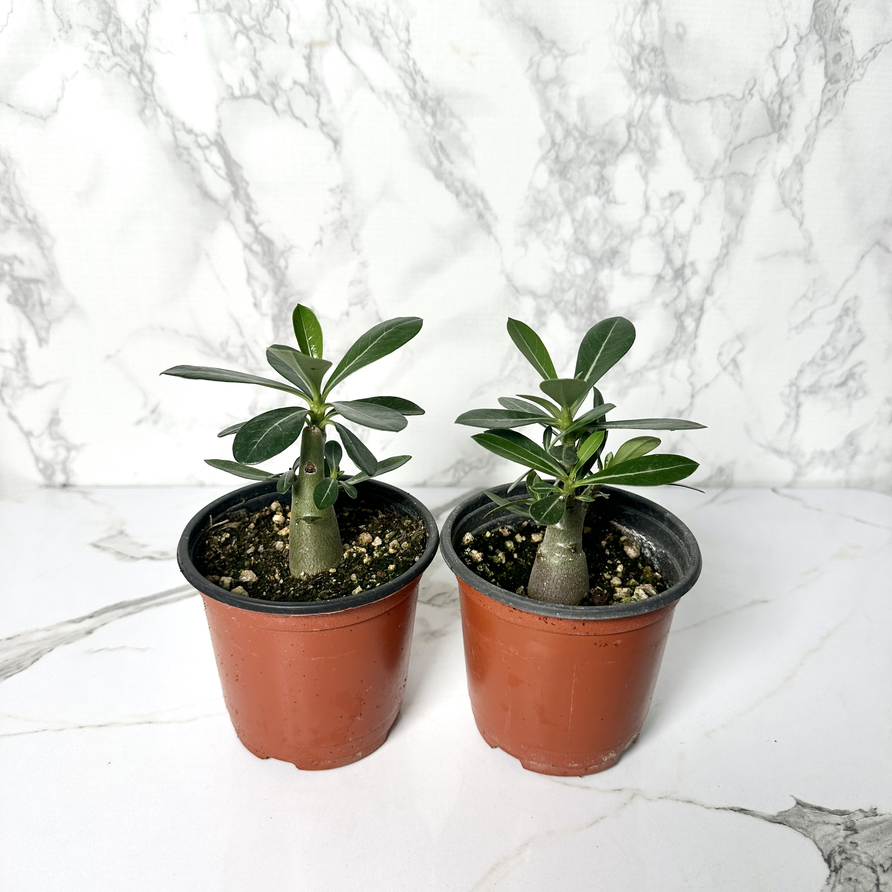 사막의장미 석화 키우기, 물주기, 인테리어식물