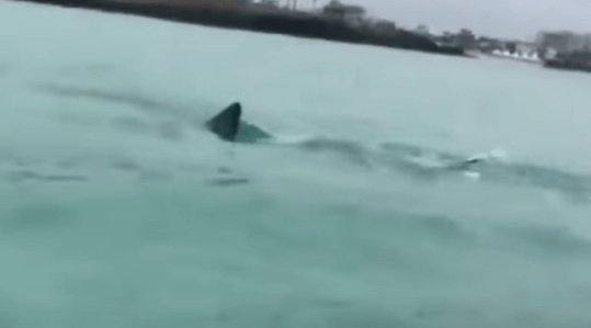 바다 수면 위로 상어 지느러미가 보이는 장면